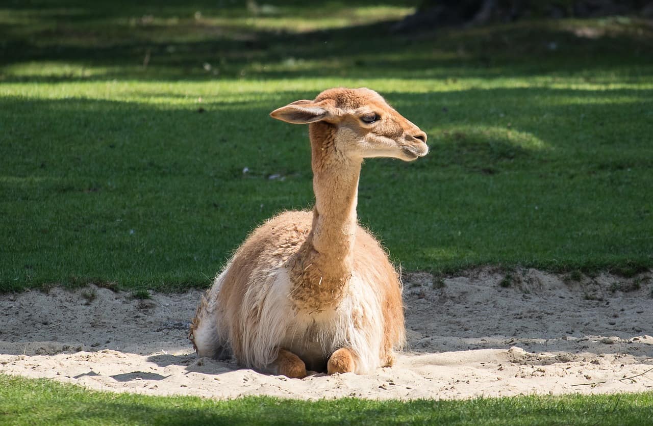 Vicuna