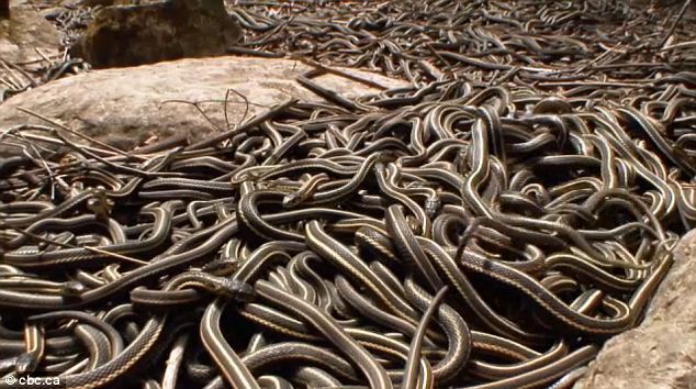 Creepy! The red-sided garter snakes of Manitoba winter together in dens that can have over 10,000 individuals