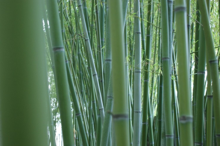 Bamboo is commonly used in medicine in China