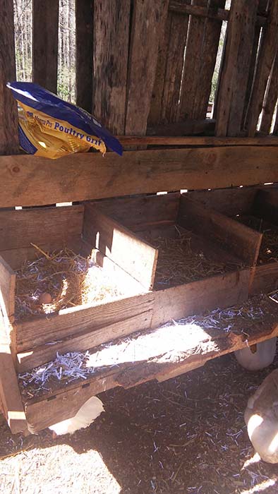 Inside the free chicken coop 