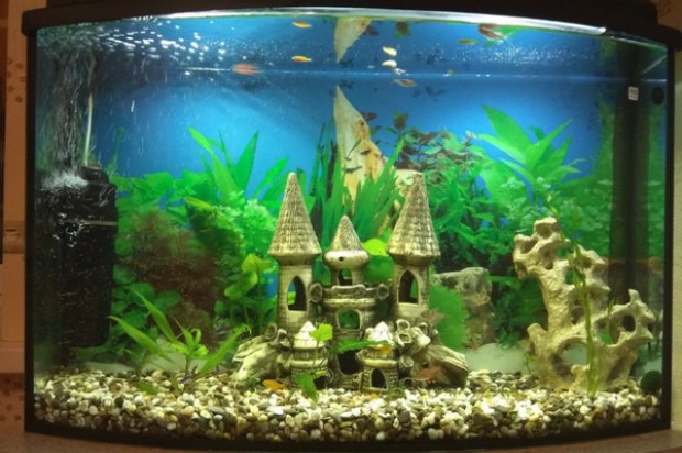Панорамный аквариум