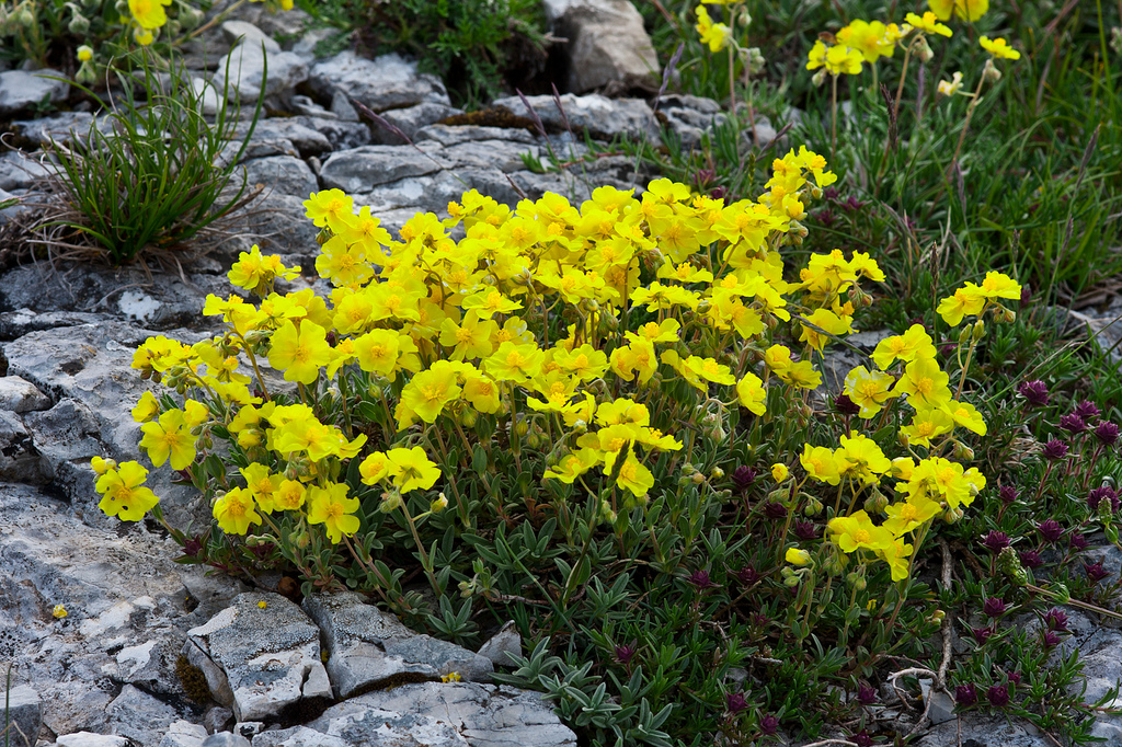 растения для альпийской горки солнцецвет