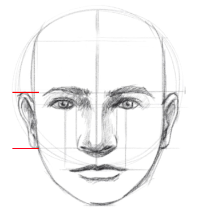 How to draw a face - step - 8 - Draw the ears