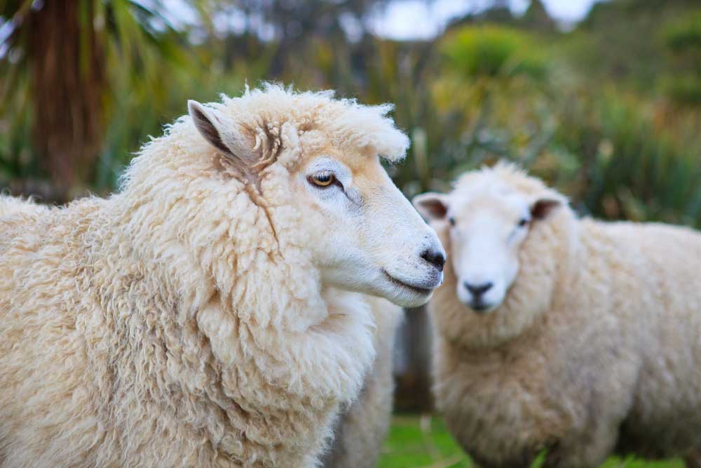 Merino sheep