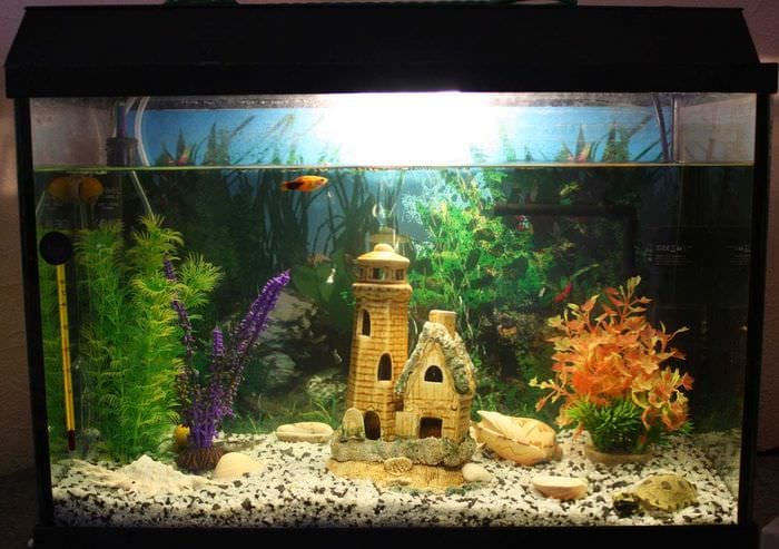 вариант необычного декорирования домашнего аквариума