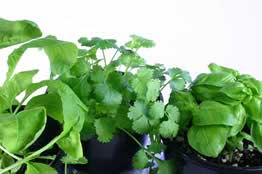 Growing Culinary Herbs For Profit