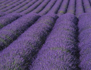 Lavender is a dependable money maker for any herb business