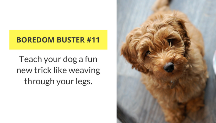 33 Easy Ways to Keep Your Dog Busy Indoors