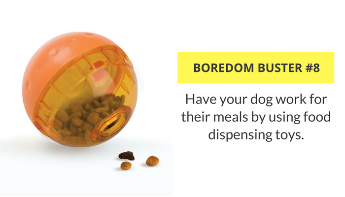 How to Keep Your Dog Busy Indoors