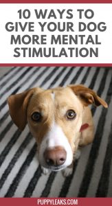10 Easy Ways to Give Your Dog More Mental Stimulation