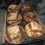 Sourdough breads baking.