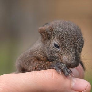 Baby Squirrel with Eyes Open